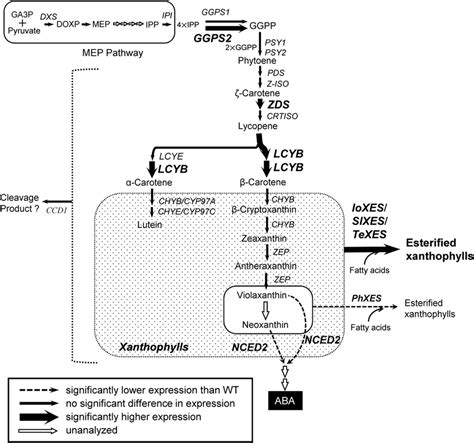 Typical Putative Carotenoid Biosynthetic Pathway In Corollas Of Download Scientific Diagram