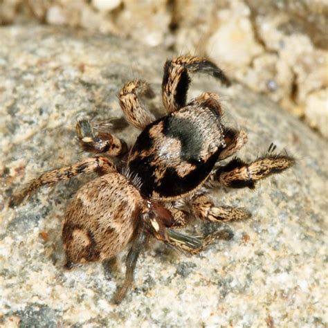 Jumping Spider Habronattus Coecatus Bugguide Net