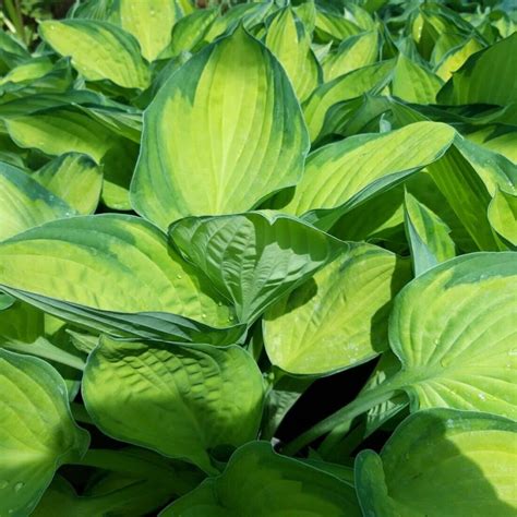 Hostas Hostu Saknes