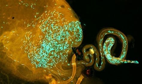 Надпреварата между сперматозоидите | Мегавселена