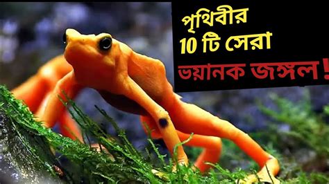 পথবর 10 ট সর এব ভযঙকর জঙগল Top 10 Largest Forest in the