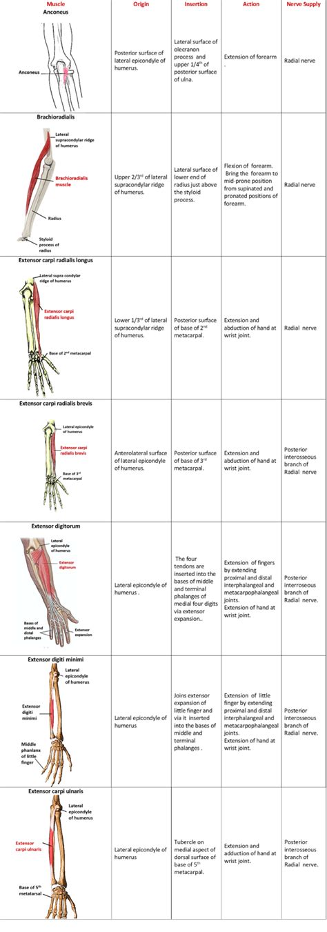 Forearm Flexor And Extensor Compartments Anatomy Qa