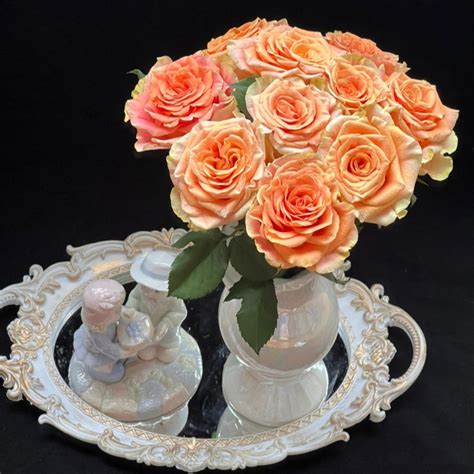 Peach X Pression Rose Plant 蜜桃激情 Roseexplosion
