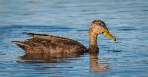 American Black Duck - Owen Deutsch Photography