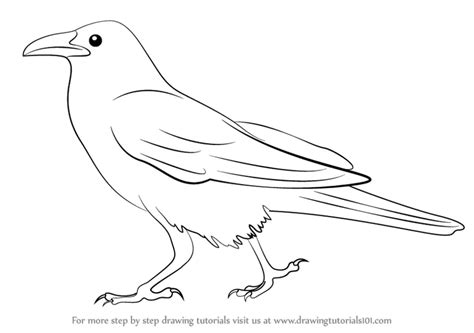 Learn How to Draw a Crow (Birds) Step by Step : Drawing Tutorials