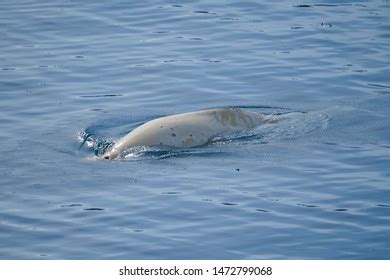 Beluga Whale Svalbard Arctic Ocean Stock Photo 1472799068 | Shutterstock