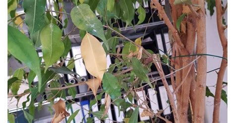 Бенджаминът има неканени гости | Български Фермер