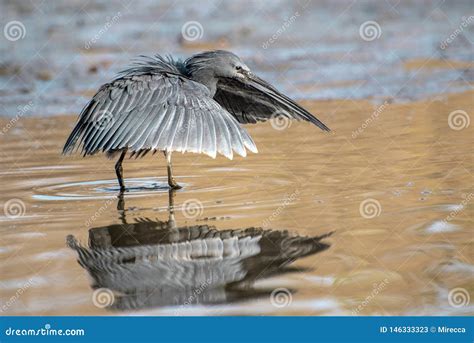 Black Heron Uses A Hunting Method Called Canopy Feedingâ€”it Uses Its