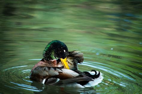 Free Images Nature Pond Wildlife Green Reflection Beak Clean