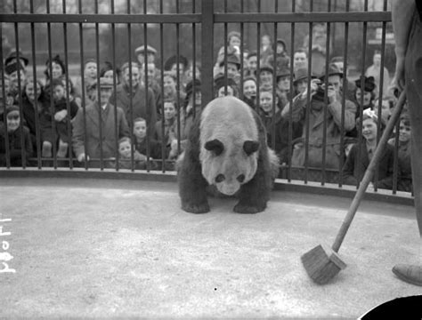 Ming the giant panda at London zoo attracting a large crowd. | London ...