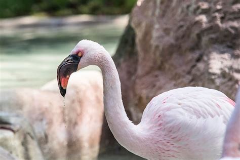 Premium Photo Side View Of Flamingo Perching Outdoors