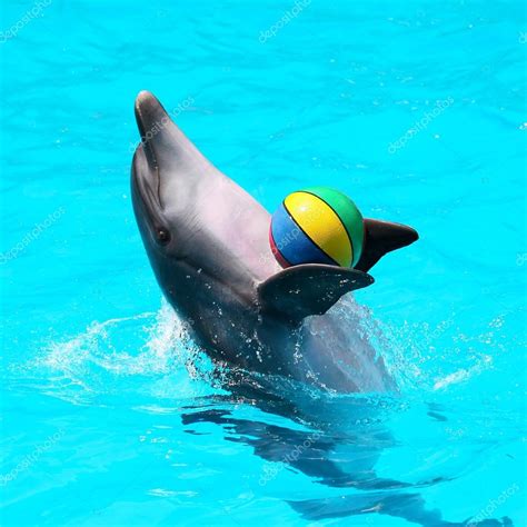 Dolphins playing in the blue water with balls — Stock Photo © ALesik ...