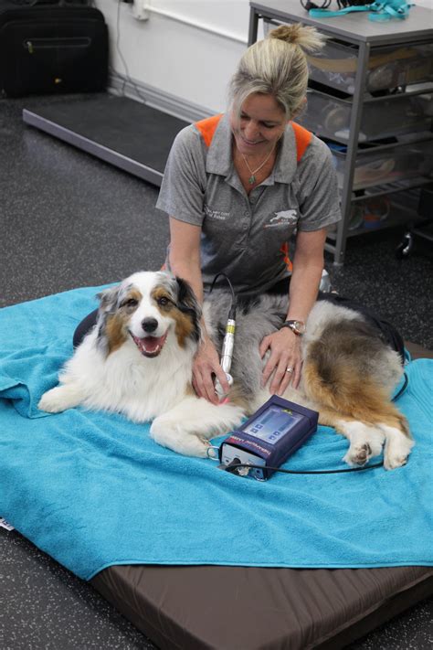 How To Become A Physical Therapist For Animals Elevatorunion6