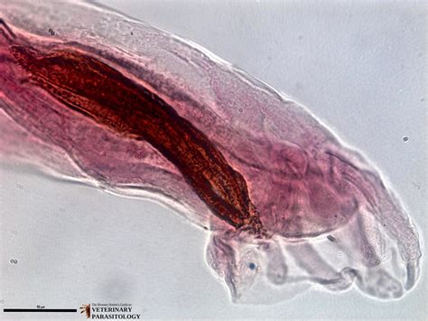 Dictyocaulus Sp Roundworms Monster Hunters Guide To Veterinary Parasitology