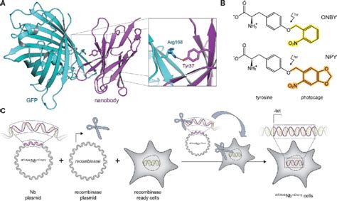 On Demand Tracing Of Intracellular Targets By Photo Activatable