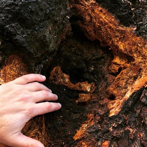 How to Find and Harvest Chaga Mushroom | PermacultureFX