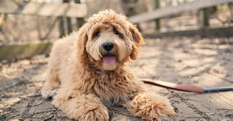 Labradoodle Goldendoodle Mix