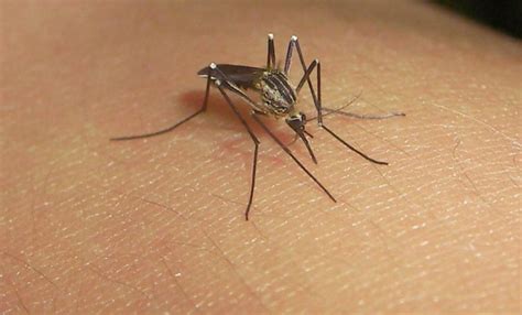 Sigue Estas Recomendaciones De La SSM Para Prevenir El Dengue