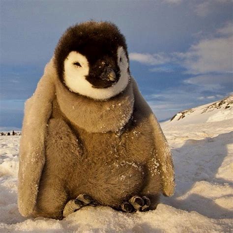 Baby penguin in Antartica 🐧🐧🐧 Picture by @PaulNicklen | Cute animals ...