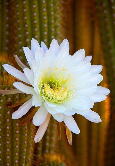 Night Blooming Cactus Pioneertown Mojave Desert California