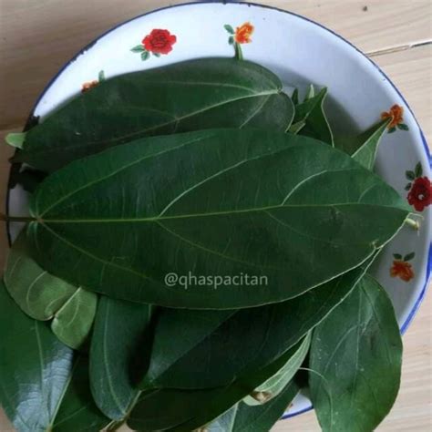 Jual Daun Cincau Hijau Segar 200 Gr Daun Cincau Pacitan Shopee Indonesia