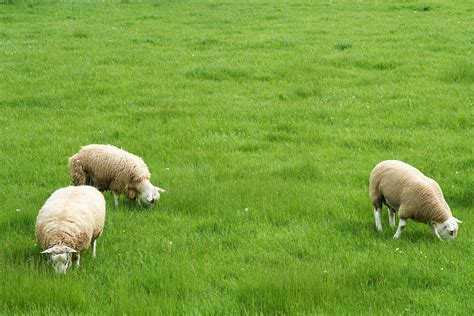 White Sheep on Farm · Free Stock Photo