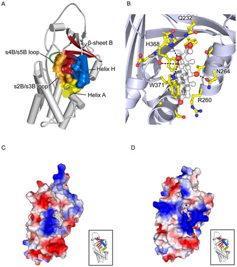 Ligand Binding Pocket Of The Hormone Binding Globulins A The Ligand