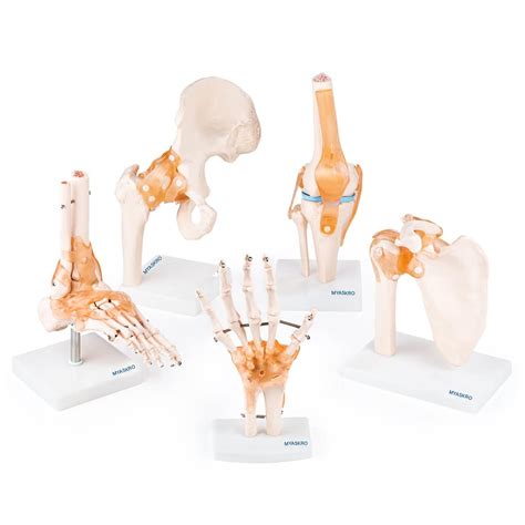 Buy Myaskro Anatomical Human Joint Models Set Of Knee Joint Hip