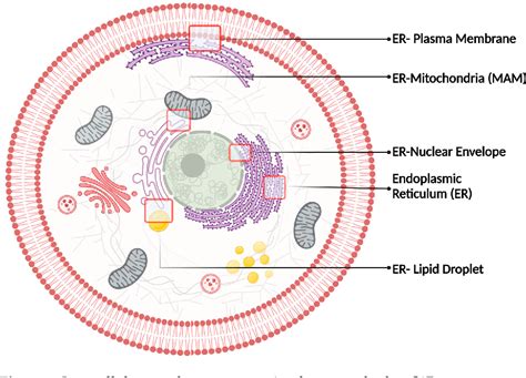 Figure From Overview Of Sigma R Subcellular Specific Biological