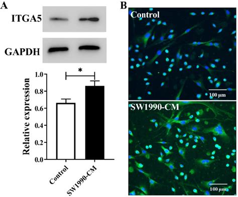 Western Blotting Assay A And Cell Immunofluorescence Staining B Of