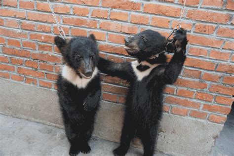 Bear Cubs Lions Hit Chained And Deprived In The Chinese Circus Industry