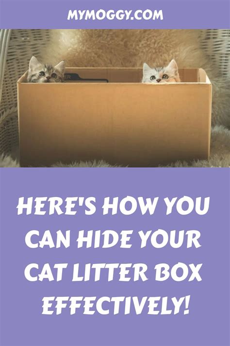 How To Hide The Cat Litter Box The Ultimate Guide To Keeping It Hidden