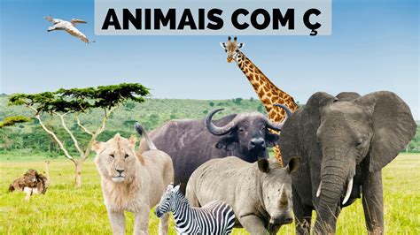 Animais Que Terminam Com Ão - Animais Com Ç 【Lista Completa】