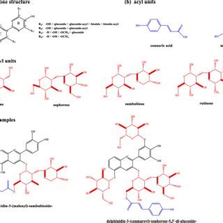 Pathway Of Anthocyanin Biosynthesis Of Ranunculus Asiaticus L