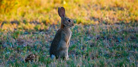 La Uicn Cataloga Al Conejo De Monte Como Especie En Peligro Revista Quercus