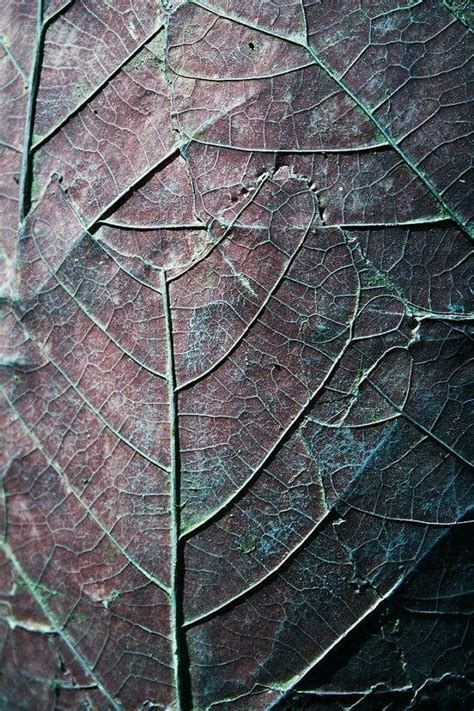 Leaf Veins And Texture By Martyn Franklin Redbubble Artofit