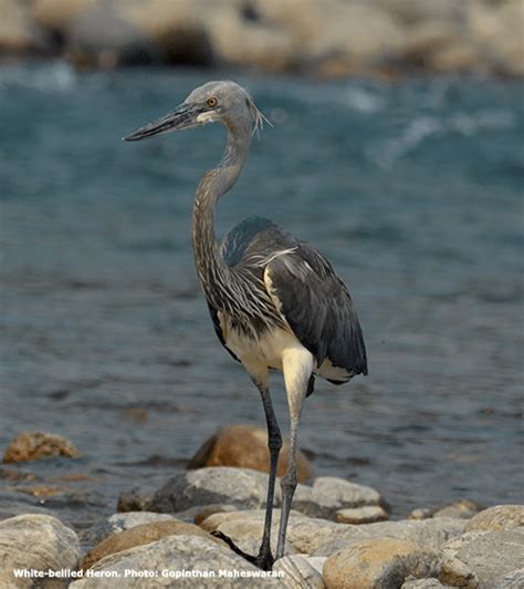 Taking Steps To Protect The Critically Endangered White Bellied Heron