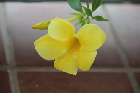 Ginger Thomas Official Flower Of The Us Virgin Islands Susan