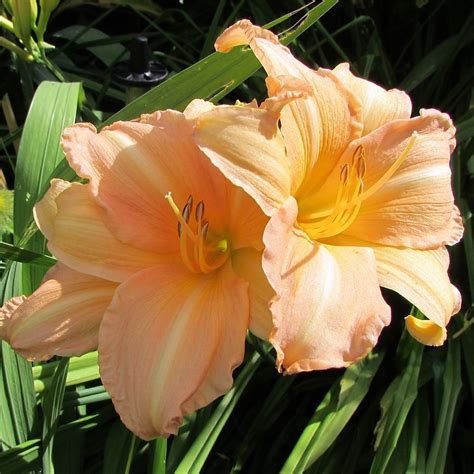 Ruffled Apricot Hemerocallis Plants For Sale Daylily Growjoy