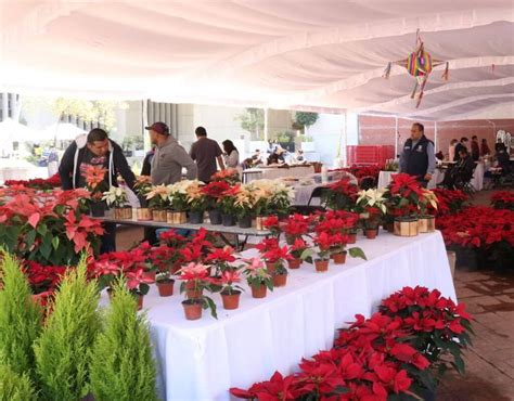 Festival De Flores De Nochebuena Dónde Adquirirla En Al Cdmx