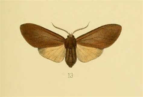 Elysius Carbonarius Inaturalist