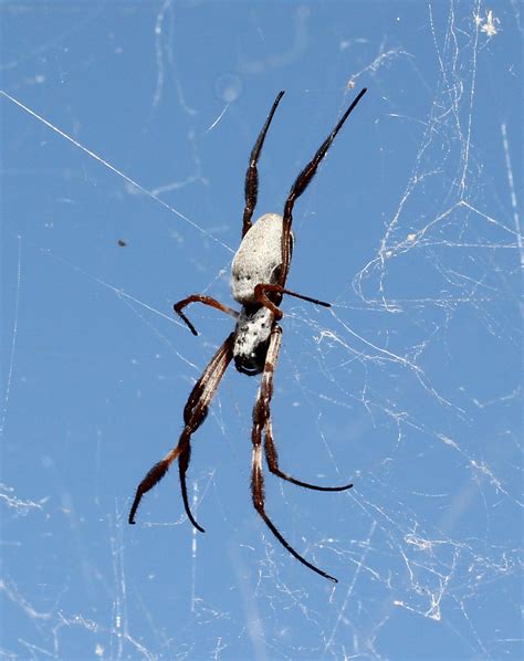 Australian Golden Orbweaver From Kilcowera Station Thargomindah Qld