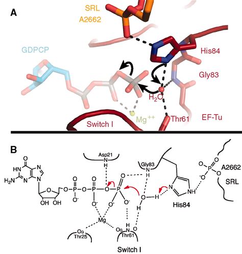 The Mechanism For Activation Of GTP Hydrolysis On The Ribosome Science