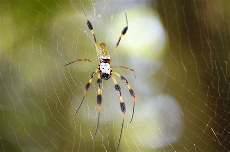 Golden Silk Spider Photograph By Kenneth Albin Fine Art America