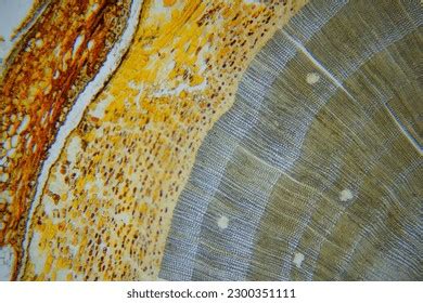 Photo Plant Tissue Under Microscope Stock Photo 2300351111 | Shutterstock