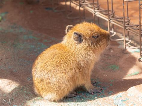 Cute Capybara Wallpapers 4k Hd Cute Capybara Backgrounds On Wallpaperbat