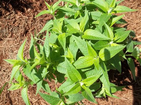 Monarda Coral Reef Plant Leaves Plants Garden