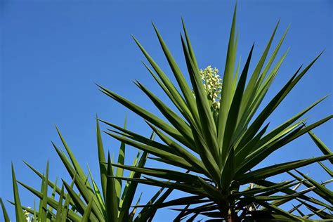 All About El Salvadors National Flower The Izote