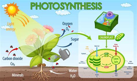 Understanding the Process of Photosynthesis in Plant Cells: A ...