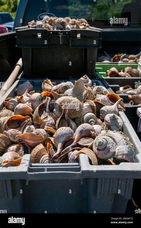 Fishermans Truck Loaded With Bins Of Freshly Caught Conch Chatham